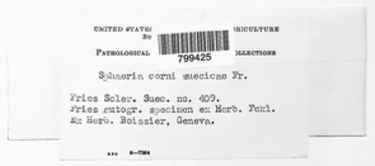 Phyllosticta starbaeckii image